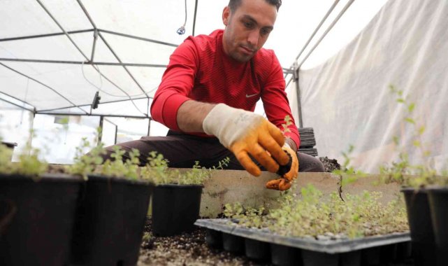 Manavgat&#039;ı yeşillendirmek için fideler üretiliyor
