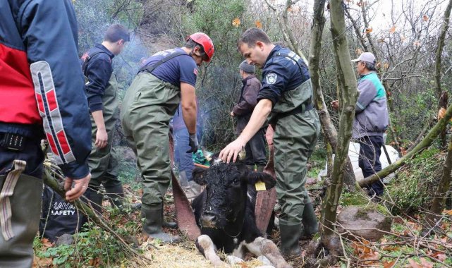 Manisa'da uçuruma düşen gebe inek itfaiye tarafından kurtarıldı