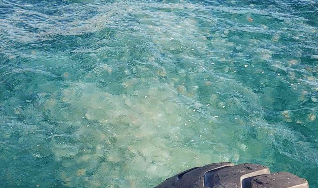 Marmara'da denizanası istilası