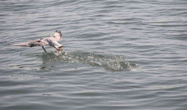 Martıların balık avı