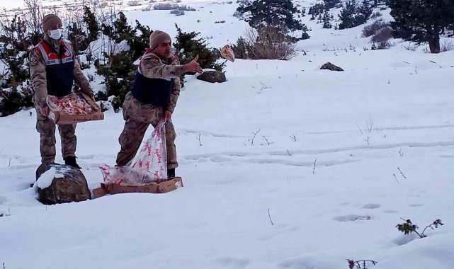 Mehmetçik yaban hayatı unutmadı