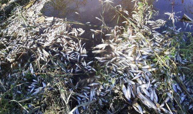 Menderes'te balıklar ölmeye başladı