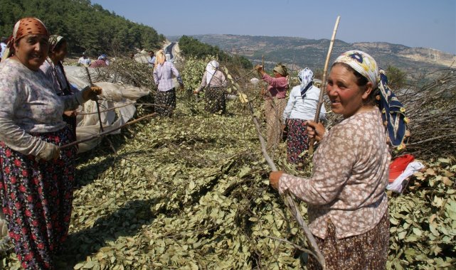 Mersin&#039;de odun dışı ürün satışında hedefler aşıldı