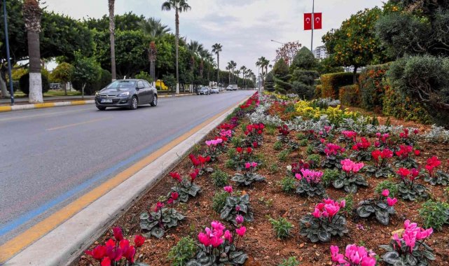 Mersin&#039;in 4 bini yanı çiçeklerle renkleniyor