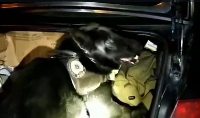 Metal yiyecek kutusundaki uyuşturucuyu 'Bella' buldu