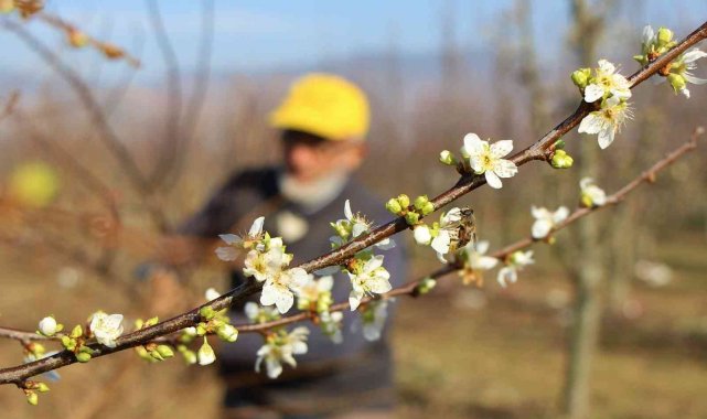 Mevsimi şaşıran erik ağaçları Aralık'ta çiçek açtı