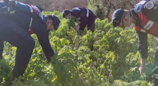 Milas'ta 17 bin 660 kök kenevir ele geçirildi.