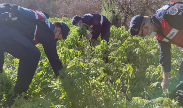 Milas&#039;ta 17 bin 660 kök kenevir ele geçirildi.