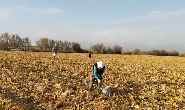 Mısır başağı çiftçilere ikinci gelir kaynağı oldu