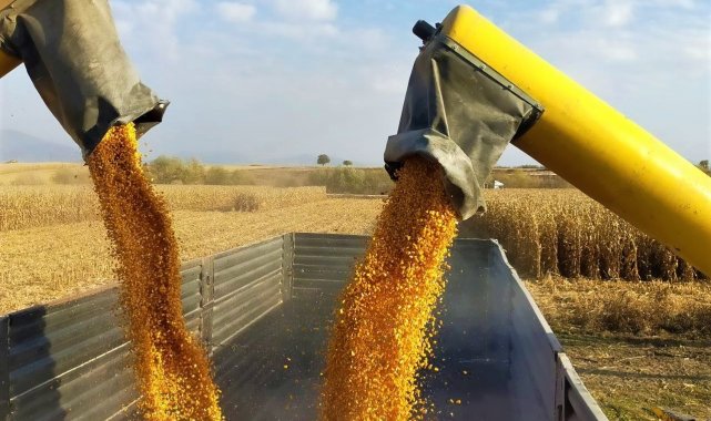 Mısır çiftçinin yüzünü güldürdü