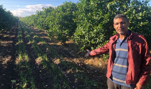 Narenciye bahçesini sarımsak tarlasına dönüştürdü