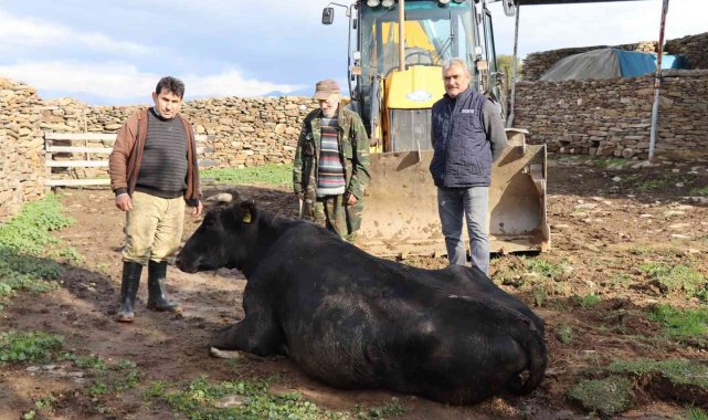 Nazilli'de inek kurtarma operasyonu 4 saat sürdü
