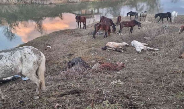 Nehir kenarında kesilmekten kurtarılmışlardı, 4'ü telef oldu
