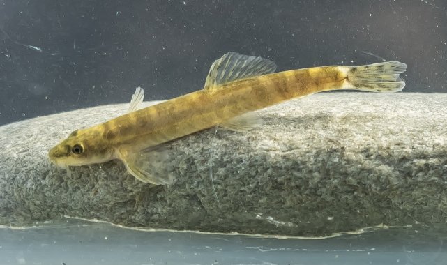 Nesli tükendi dendi, Batman'da ortaya çıktı