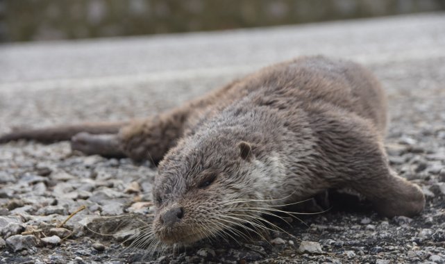 Nesli tükenmekte olan su samuru, aracın çarpması sonucu telef oldu