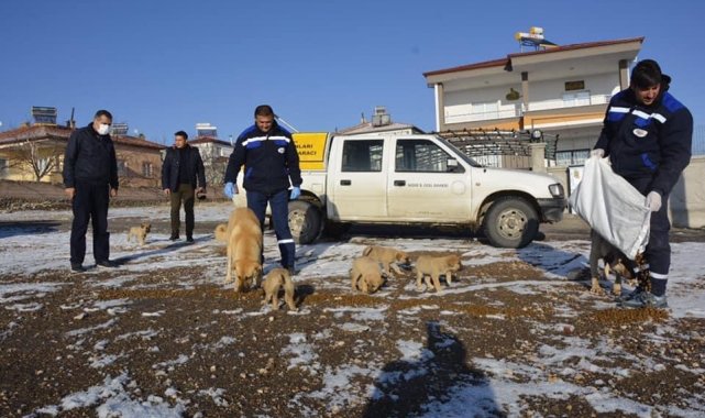 Niğde sokak hayvanlarına mama dağıtıldı
