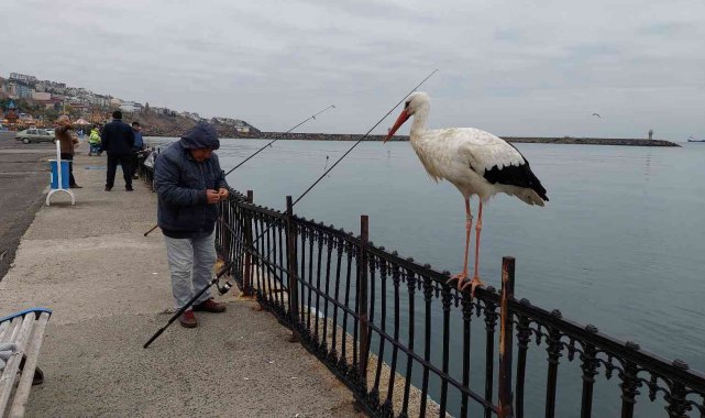 O leyleğin başına gelmeyen kalmamış