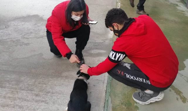 Öğrenciler sokak hayvanlarıyla ilgilendi