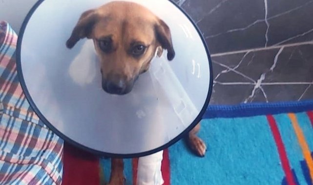 Öğrencilerden merhametsiz şoföre insanlık dersi