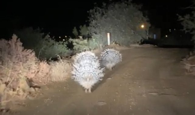 Oklu kirpilerin akşam gezintisi