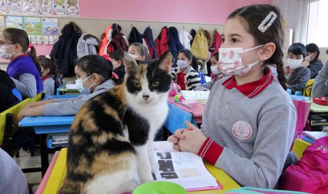 Okula sığınan &quot;Minnoş&quot; kedi, uslu uslu ders dinliyor