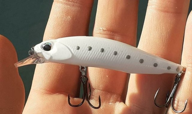 Oltaya balık değil martı takıldı