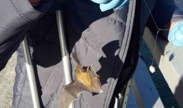 Oltaya balık yerine yarasa takıldı, görenler şaşkına döndü