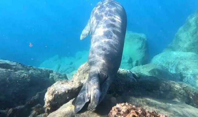 Ölü taklitti yapan Akdeniz foku görenleri şaşkına çevirdi