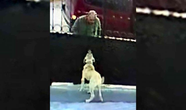 Önce köpeğin saldırganlığını test etti, sonra çaldı