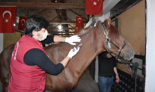 Ordu'da 471 bin hayvan aşılandı