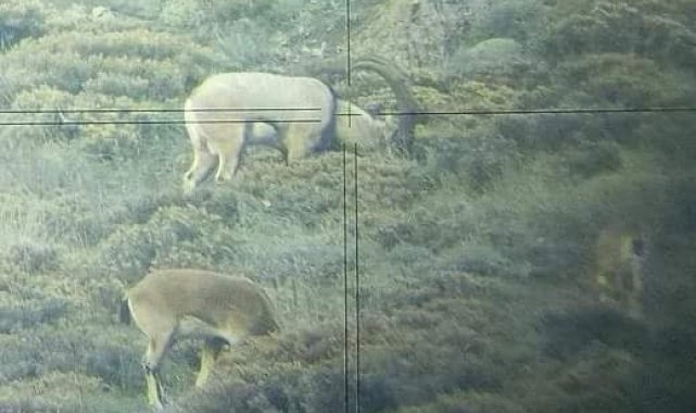 Ordu'da çengel boynuzlu yaban keçisi sayısı arttı