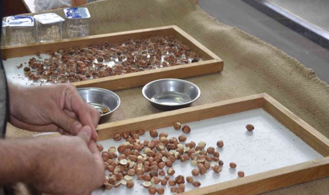 Ordu'da kabuklu fındık 28,5 liraya kadar yükseldi