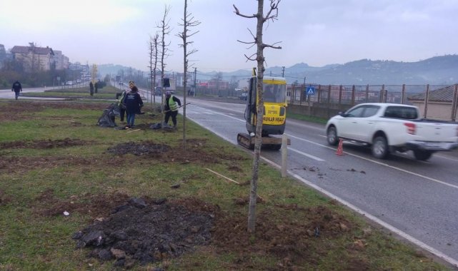 Ordu'da yeşil seferberlik