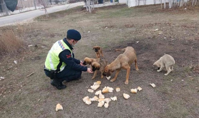 Ormana bırakılan sokak köpeklerine jandarma sahip çıktı
