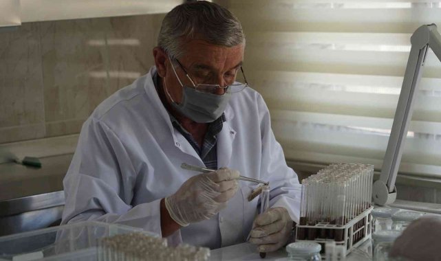 Ormanlara zarar veren milyonlarca zararlı böcek, yırtıcı böceklerle imha ediliyor