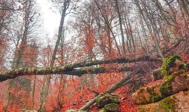 Ormanlarda yapraklar kızıla döndü, muhteşem manzaralar ortaya çıktı