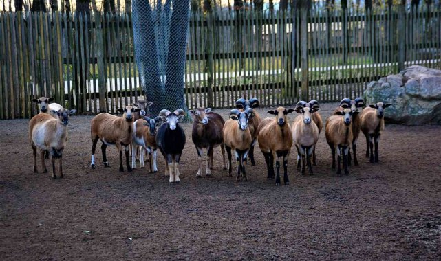 Ormanya' da haftalık bakım yapıldı, hayvanlar enerji depoladı