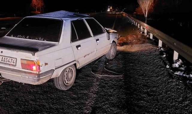 Otomobilin çarptığı at telef oldu