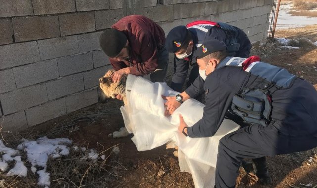 Otomobilin çarptığı köpeği jandarma sahiplendi