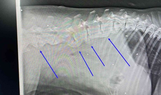 Otomobilin çarptığı köpeğin vücudunda onlarca saçma ile yaşadığı ortaya çıktı