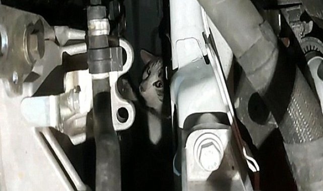 Otomobilin motor kısmına sıkışan kedi uzun uğraşlar sonucu kurtarıldı