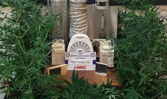 Özel düzenekle kenevir yetiştirilen eve operasyon