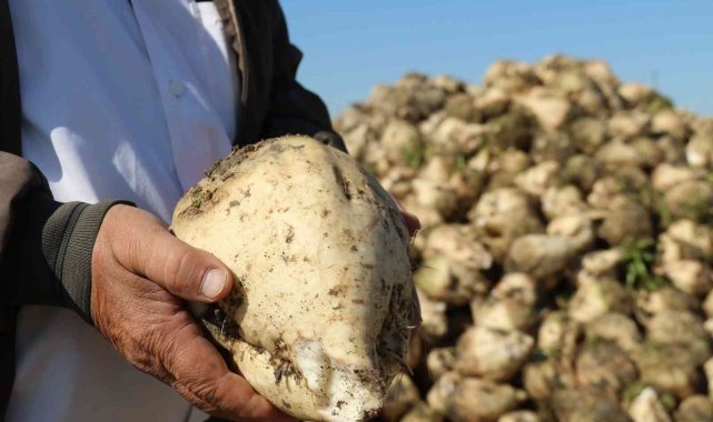 Pancar üreticisinin fiyat bekleyişi sürüyor