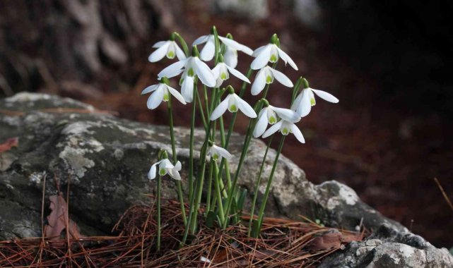 Peşmen Kardeleni için Türk-Yunan işbirliği