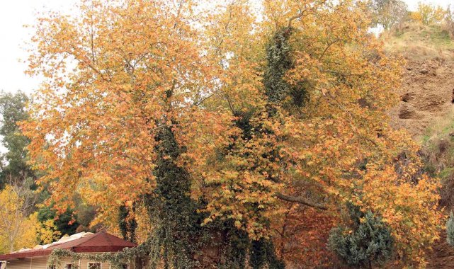 Pınarbaşı sonbaharın renklerine büründü