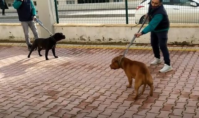 Pitbull dehşetinde gözaltı sayısı 6&#039;ya yükseldi