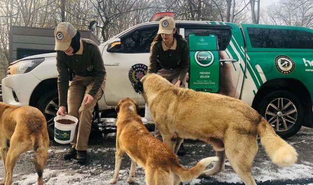 Polis ekipleri, sokak hayvanlarını besledi