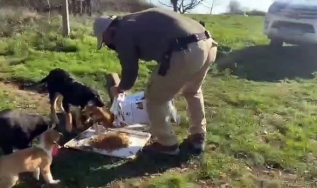 Polisten sokak hayvanlarına mama