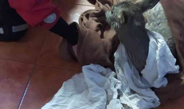 Polonya'da buz tutmuş nehre saplanan karacayı itfaiye kurtardı