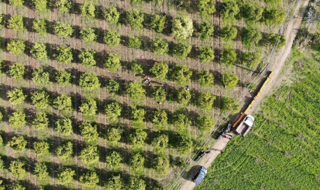 Portakal üreticisi aracıdan dertli